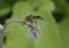 Machimus rusticus